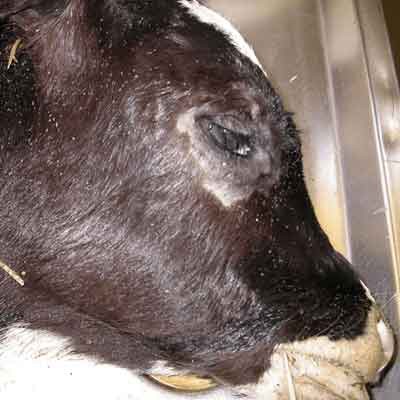Úloha antiparazitárnych veterinárnych API v zdraví hospodárskych zvierat: Tre...